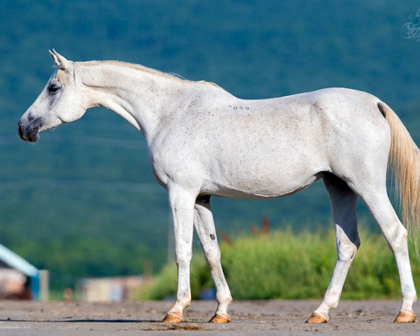 broodmare Vamlana 1999 ox (Arabian thoroughbred, 1999, from Madiar 1994 ox)