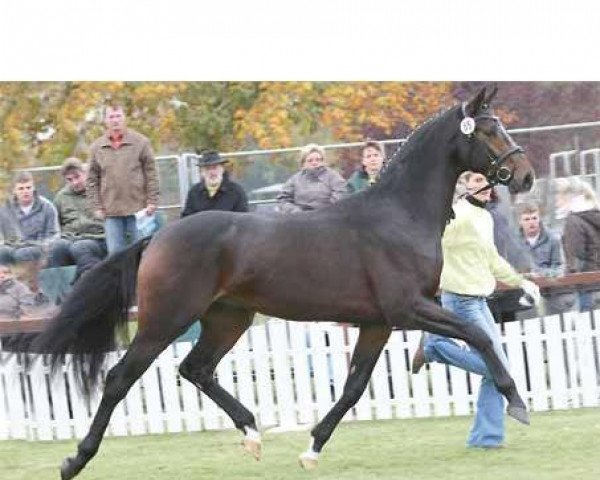 stallion Lord de Hus (Hanoverian, 2005, from Lauries Crusador xx)