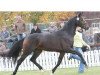 stallion Lord de Hus (Hanoverian, 2005, from Lauries Crusador xx)