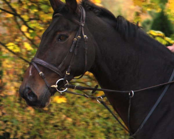 dressage horse Lucy Liu 6 (Hanoverian, 2004, from Laurentio)