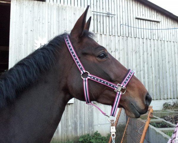 broodmare Bornlate (Trakehner, 2008, from Summertime)