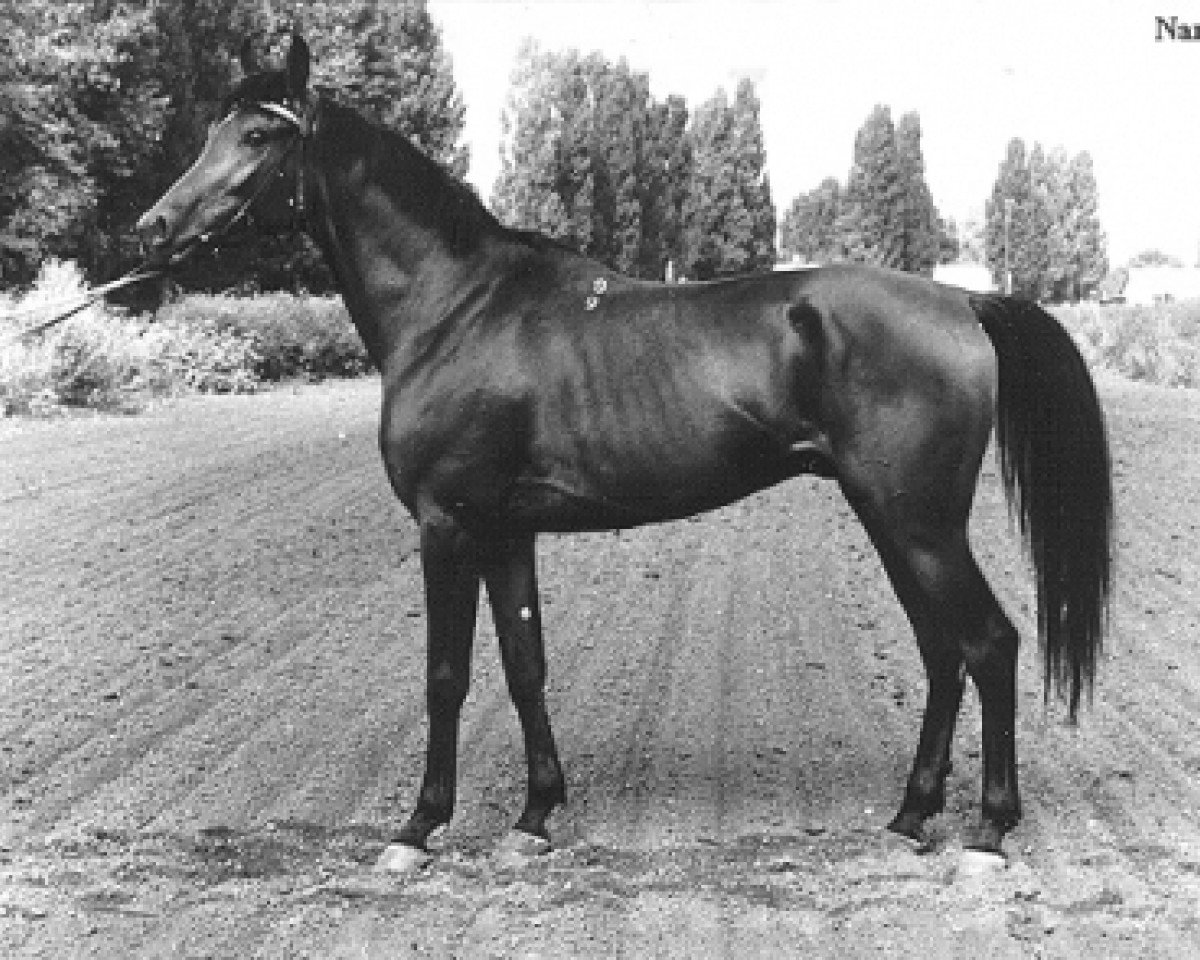 stallion Nard 1989 ox (Arabian purebred, 1989, from Armaniak ox)