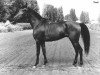 stallion Nard 1989 ox (Arabian thoroughbred, 1989, from Armaniak ox)