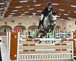 jumper Caept'n Hook (Oldenburg show jumper, 2014, from Conthargos)