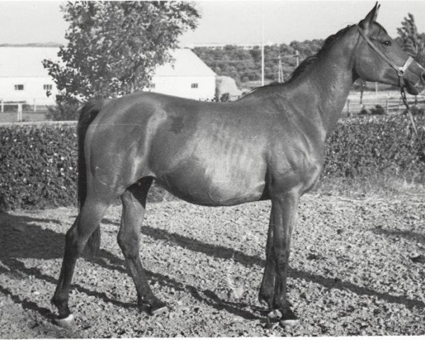 broodmare Stihia 1973 ox (Arabian thoroughbred, 1973, from Topol 1958 ox)
