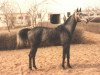 broodmare Vesna 1983 ox (Arabian thoroughbred, 1983, from Aswan 1958 EAO)
