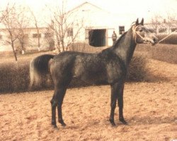 broodmare Vesna 1983 ox (Arabian thoroughbred, 1983, from Aswan 1958 EAO)