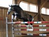 dressage horse Forever Sun (Rhinelander, 2006, from Farewell I)