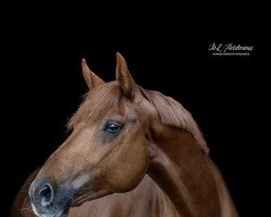 dressage horse Flagranti 35 (Oldenburg, 2014, from Fiderbach OLD)