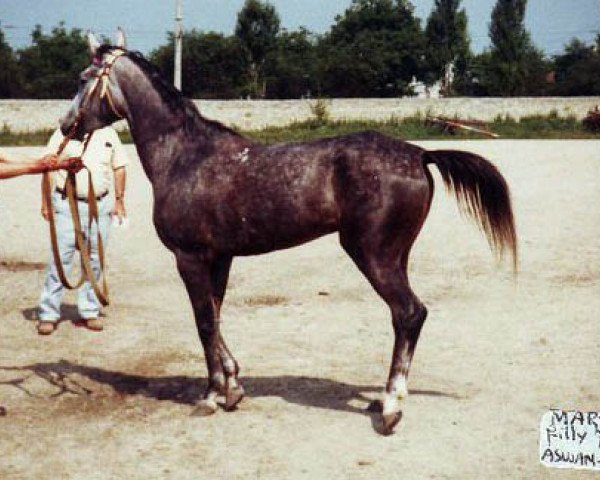 broodmare Martinika 1979 ox (Arabian thoroughbred, 1979, from Aswan 1958 EAO)