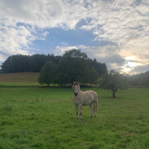 horse Synnove Granlygaard (Fjord Horse, 2016, from Fjordens Marcus)