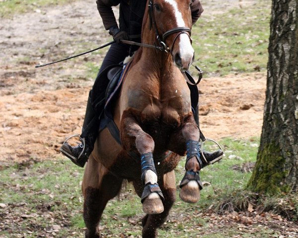 dressage horse Reluceo (German Sport Horse, 2009, from Relius)