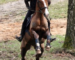 dressage horse Reluceo (German Sport Horse, 2009, from Relius)