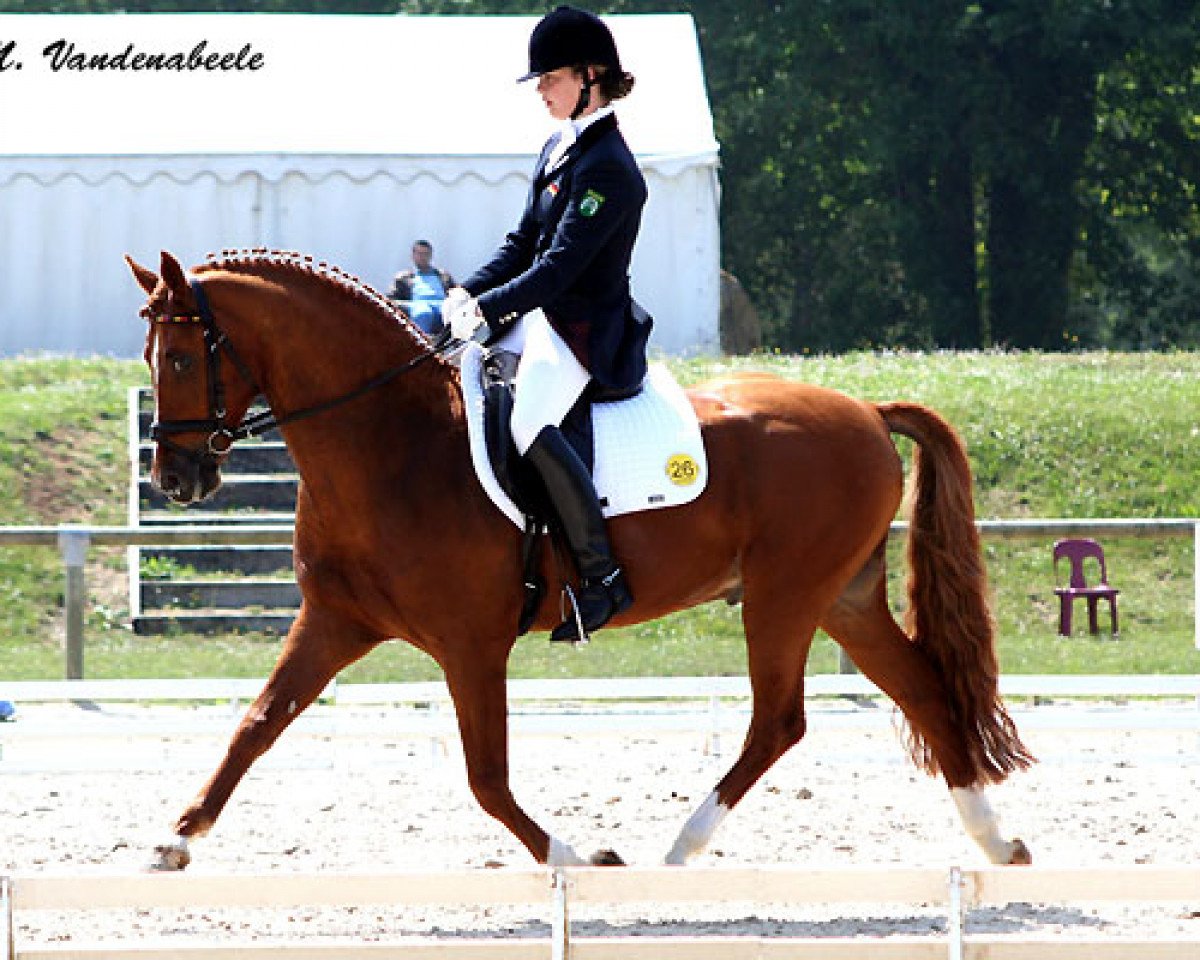 stallion FS Giacomo (German Riding Pony, 1997, from FS Golden Moonlight)