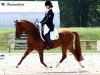 stallion FS Giacomo (German Riding Pony, 1997, from FS Golden Moonlight)