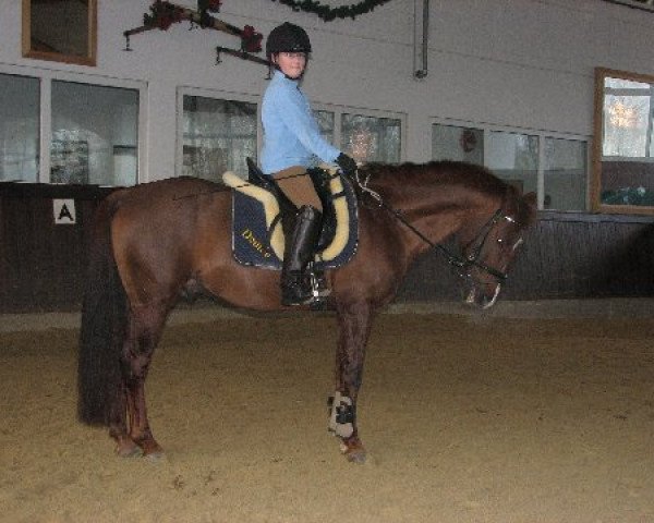 stallion Der Blitz (German Riding Pony, 1993, from Dagon 1972 ox)