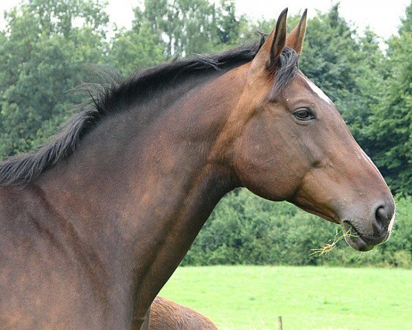 broodmare Idylle (Sachse, 1994, from Sonnenstrahl 3417)