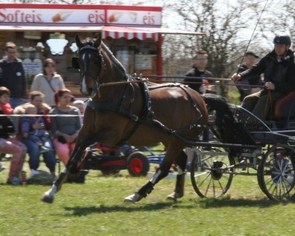 Pferd Franziska 216 (Dänisches Warmblut, 2005, von Come Back II)