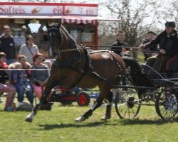 Pferd Franziska 216 (Dänisches Warmblut, 2005, von Come Back II)