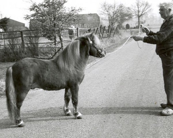 Deckhengst Maurice van de Horst (Shetland Pony, 1976, von Sysonby Spartan)