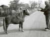 Deckhengst Maurice van de Horst (Shetland Pony, 1976, von Sysonby Spartan)