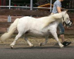 broodmare Rommy von Uda (Shetland pony (under 87 cm), 1988, from Roland)