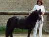 stallion Liam of Borgie (Shetland pony (under 87 cm), 1985, from Flashman of Borgie)