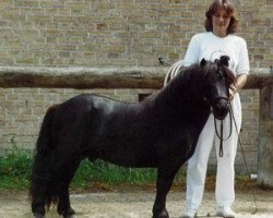 stallion Liam of Borgie (Shetland pony (under 87 cm), 1985, from Flashman of Borgie)