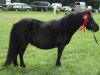 Zuchtstute Stjernens Tubbi (Shetland Pony (unter 87 cm), 1996, von Liam of Borgie)