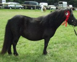 Zuchtstute Stjernens Tubbi (Shetland Pony (unter 87 cm), 1996, von Liam of Borgie)