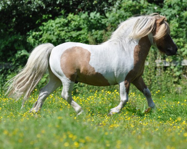 Deckhengst Grönkjaers Triumf (Shetland Pony, 1992, von Browni Bomlund)