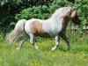 stallion Grönkjaers Triumf (Shetland Pony, 1992, from Browni Bomlund)