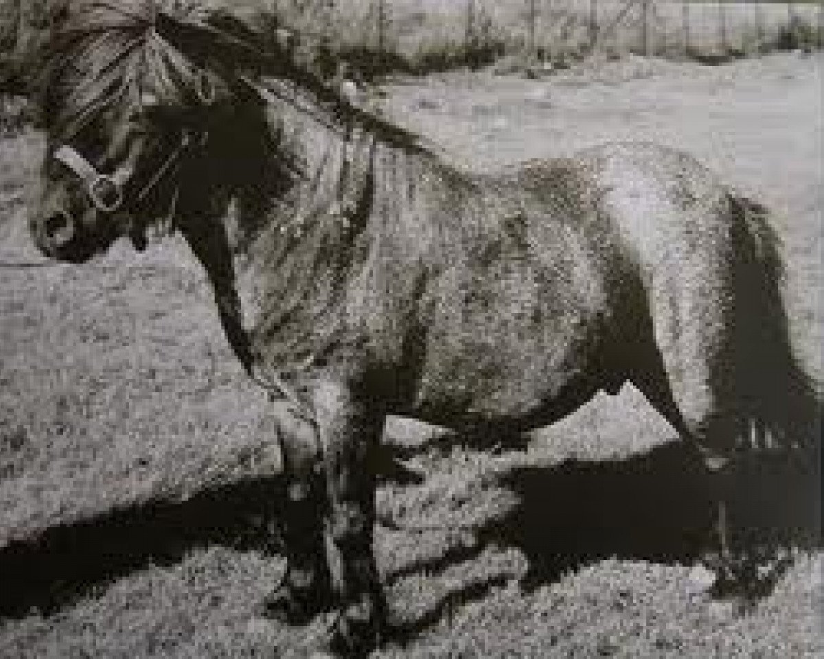 stallion Rocket of Marshwood (Shetland pony (under 87 cm), 1965, from Fireball of Marshwood)