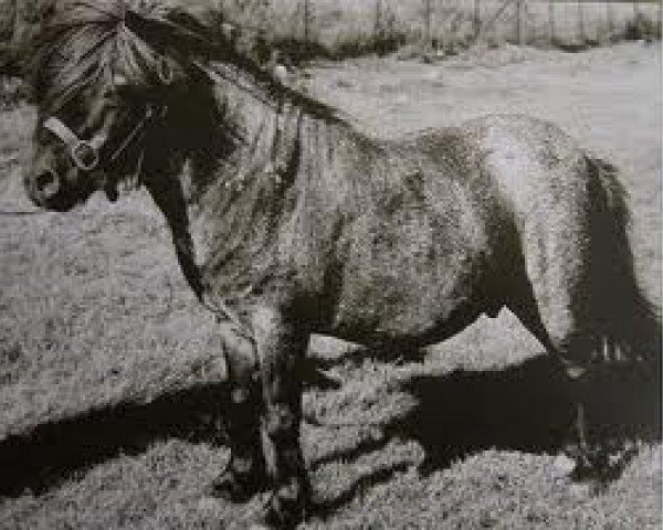 stallion Rocket of Marshwood (Shetland pony (under 87 cm), 1965, from Fireball of Marshwood)