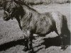 stallion Rocket of Marshwood (Shetland pony (under 87 cm), 1965, from Fireball of Marshwood)