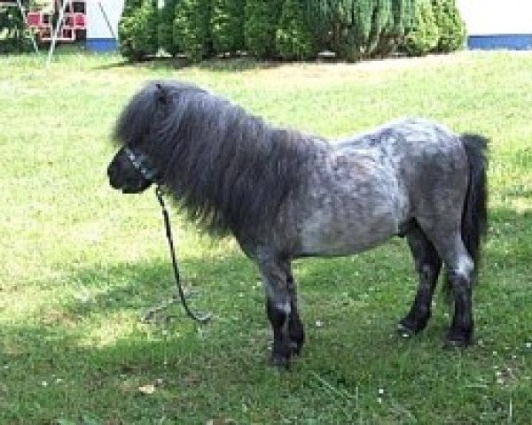 stallion Titus von der Wartgartenmuehle (Shetland pony (under 87 cm), 1991, from Thunderbird)