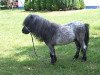 Deckhengst Titus von der Wartgartenmuehle (Shetland Pony (unter 87 cm), 1991, von Thunderbird)