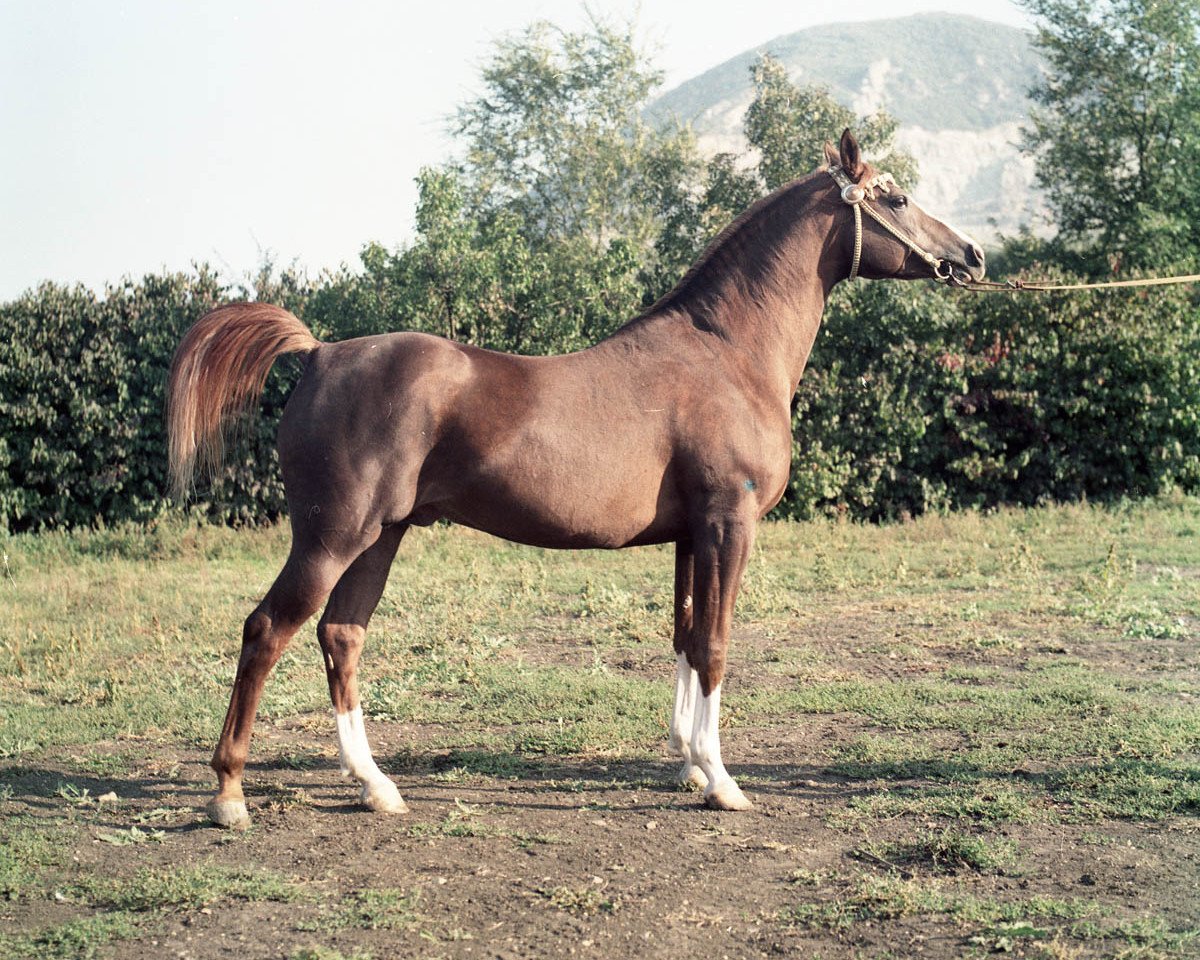 Deckhengst Mukomol 1979 ox (Vollblutaraber, 1979, von Kumir 1973 ox)
