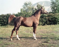 stallion Mukomol 1979 ox (Arabian thoroughbred, 1979, from Kumir 1973 ox)