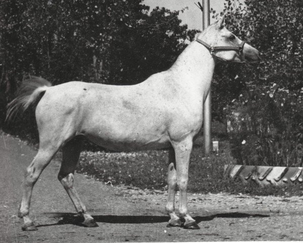 broodmare Malinka 1973 ox (Arabian thoroughbred, 1973, from Aswan 1958 EAO)