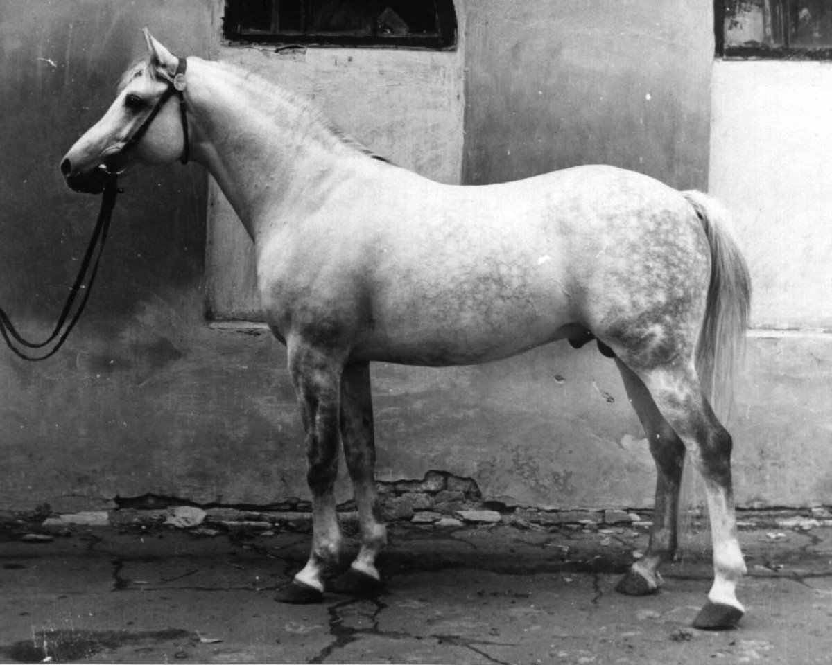 stallion Mastak 1977 ox (Arabian purebred, 1977, from Topol 1958 ox)