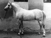 stallion Mastak 1977 ox (Arabian thoroughbred, 1977, from Topol 1958 ox)