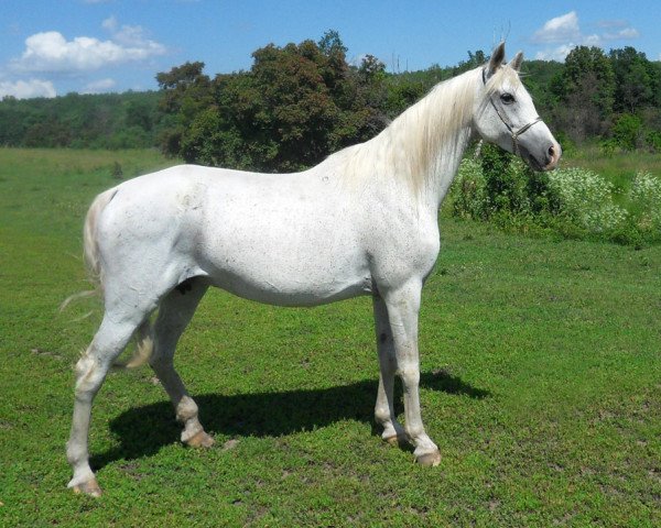 broodmare Mambera ox (Arabian thoroughbred, 1992, from Mastak 1977 ox)