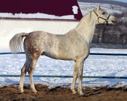 stallion Maklaud 2000 ox (Arabian thoroughbred, 2000, from Argon 1981 ox)