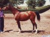 broodmare Tronka 1979 ox (Arabian thoroughbred, 1979, from Nabeg 1966 ox)