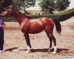 broodmare Tronka 1979 ox (Arabian thoroughbred, 1979, from Nabeg 1966 ox)