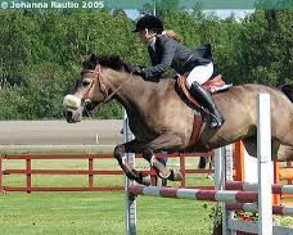 horse Poetic Brummelisa (Connemara Pony, 1994, from Poetic Justice)