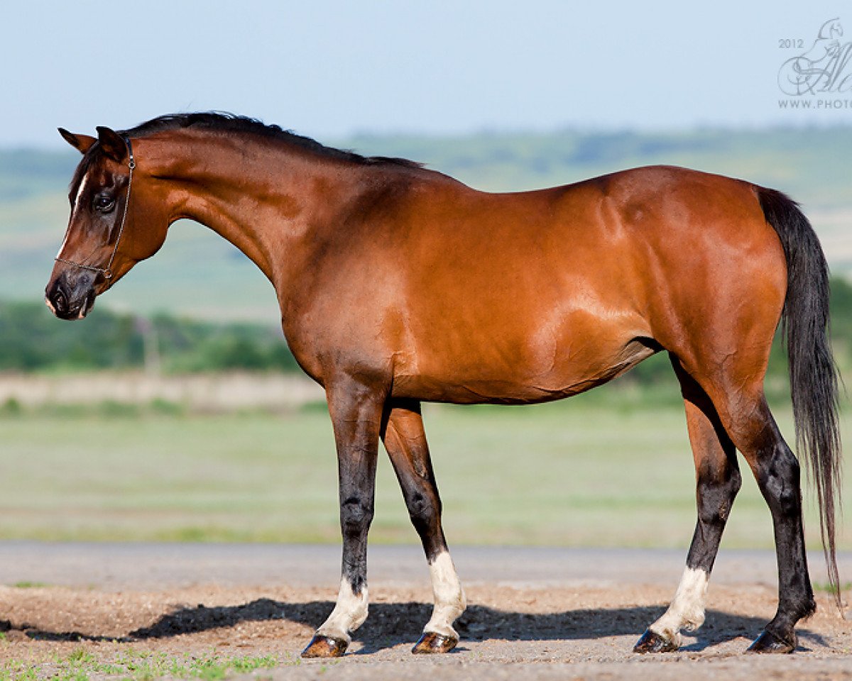 broodmare Tonika 1995 ox (Arabian purebred, 1995, from Nard 1989 ox)