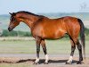 broodmare Tonika 1995 ox (Arabian thoroughbred, 1995, from Nard 1989 ox)