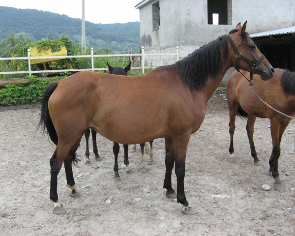 broodmare Tara 2003 ox (Arabian thoroughbred, 2003, from Marwan I ox)